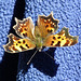Beautiful Comma butterfly