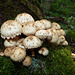 Fungi cluster