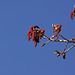 Black Poplar (Populus nigra) catkins