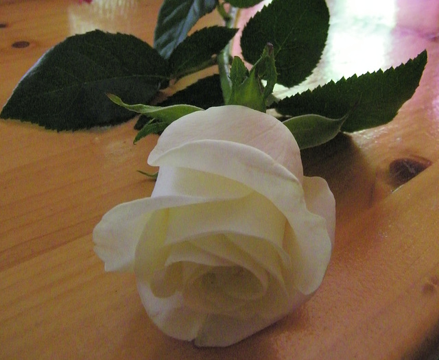 Ma rose