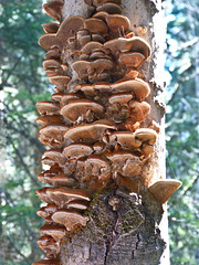 Fungi decoration