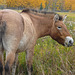 Endangered Przewalski horses