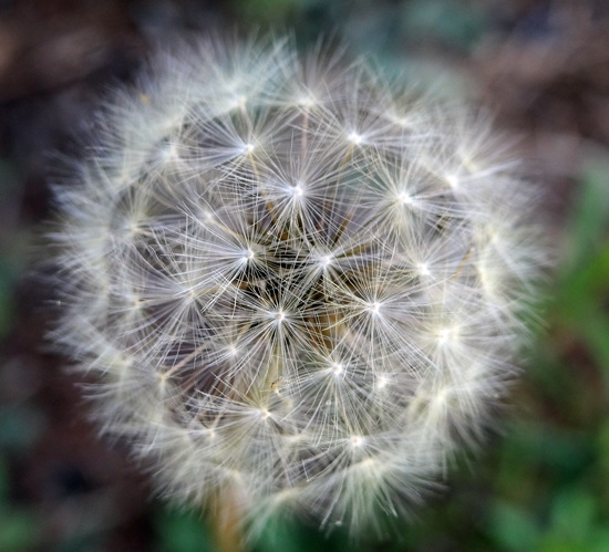 The etherial world of the Dandelion seedhead