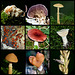 A few fungi from Friday