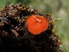 Eyelash Cup fungus
