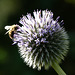 Bee on Globe Thistle
