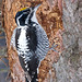 American Three-toed Woodpecker