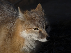 Swift Fox / Vulpes velox