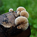 Split gill fungi / Schizophyllum commune?