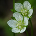 Small/Northern Grass-of-Parnassus / Parnassia parviflora
