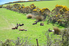Isle of Man 2013 – Goats