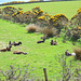 Isle of Man 2013 – Goats