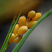 Golden Sedge / Carex aurea