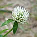 A white Red Clover / Trifolium pratense
