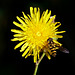 Hoverfly on Sow Thistle