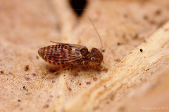 Ectopsocus petersi (female)