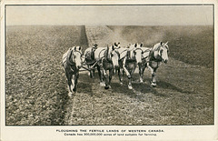 Ploughing the Fertile Lands of Western Canada.