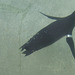 Schwimmende Pinguine (Wilhelma)