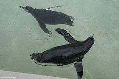 Schwimmende Pinguine (Wilhelma)