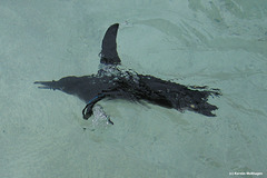 Schwimmender Pinguin (Wilhelma)