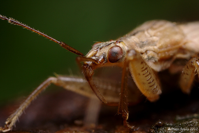Field Damsel Bug (Nabis ferus) ?