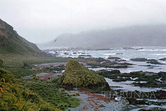 Macquarie Island 1968: Toward the station from the west coast of North Head.