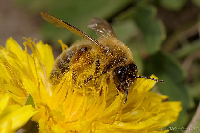 Andrena sp ? A Mining Bee