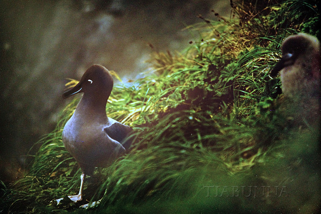 Macquarie Island 1968: Light-mantled Sooty Albatross and chick