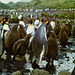 Macquarie Island 1968: King Penguins and Chicks
