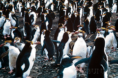 Macquarie Island 1968: Royal Penguins