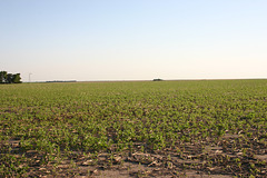 Soybeans among the milo stalks