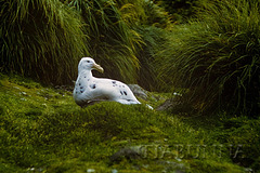 Macquarie Island 1968: Southern Giant Petrel