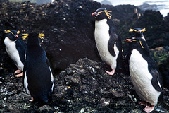 Macquarie Island 1968: Rockhopper penguins