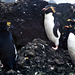 Macquarie Island 1968: Rockhopper penguins