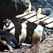 Macquarie Island 1968: Rockhoppers and chicks