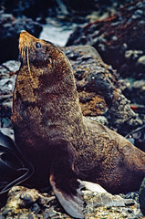 Macquarie Island 1968: Fur Seal