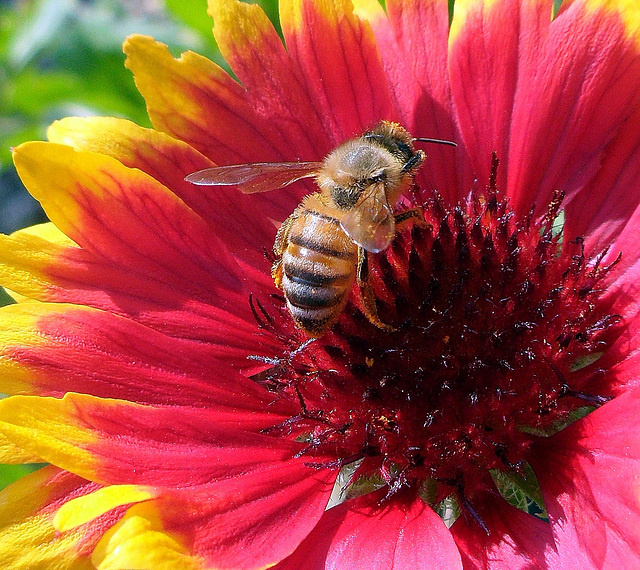 l'ape che rischia di sparire