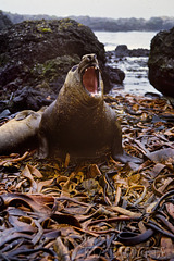Macquarie Island 1968:  Immature elephant seal