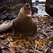 Macquarie Island 1968:  Immature elephant seal