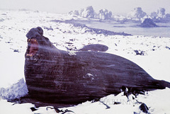 Macquarie Island 1968: Roar at the snow