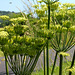 Heracleum sphondylium subsp sibiricum= Heracleum sibiricum= H.lecoqii