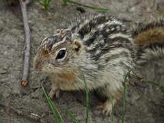 Thirteen-lined Ground Squirrel