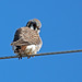American Kestrel / Falco sparverius