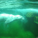Eisbär unter Wasser (Wilhelma)