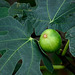 Common Fig / Ficus carica