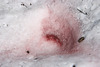 Blood on the snow?