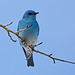 Mountain Bluebird / Sialia currucoides