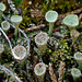 Pebbled Pixie-cup Cladonia / Cladonia pyxidata