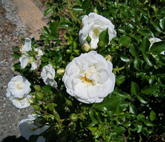 Buisson de roses blanches
