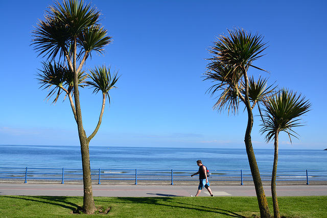 Isle of Man 2013 – Palm trees